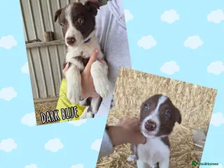 Border Collie dogs ISDS Registered Border Collie Puppies - Advert 15