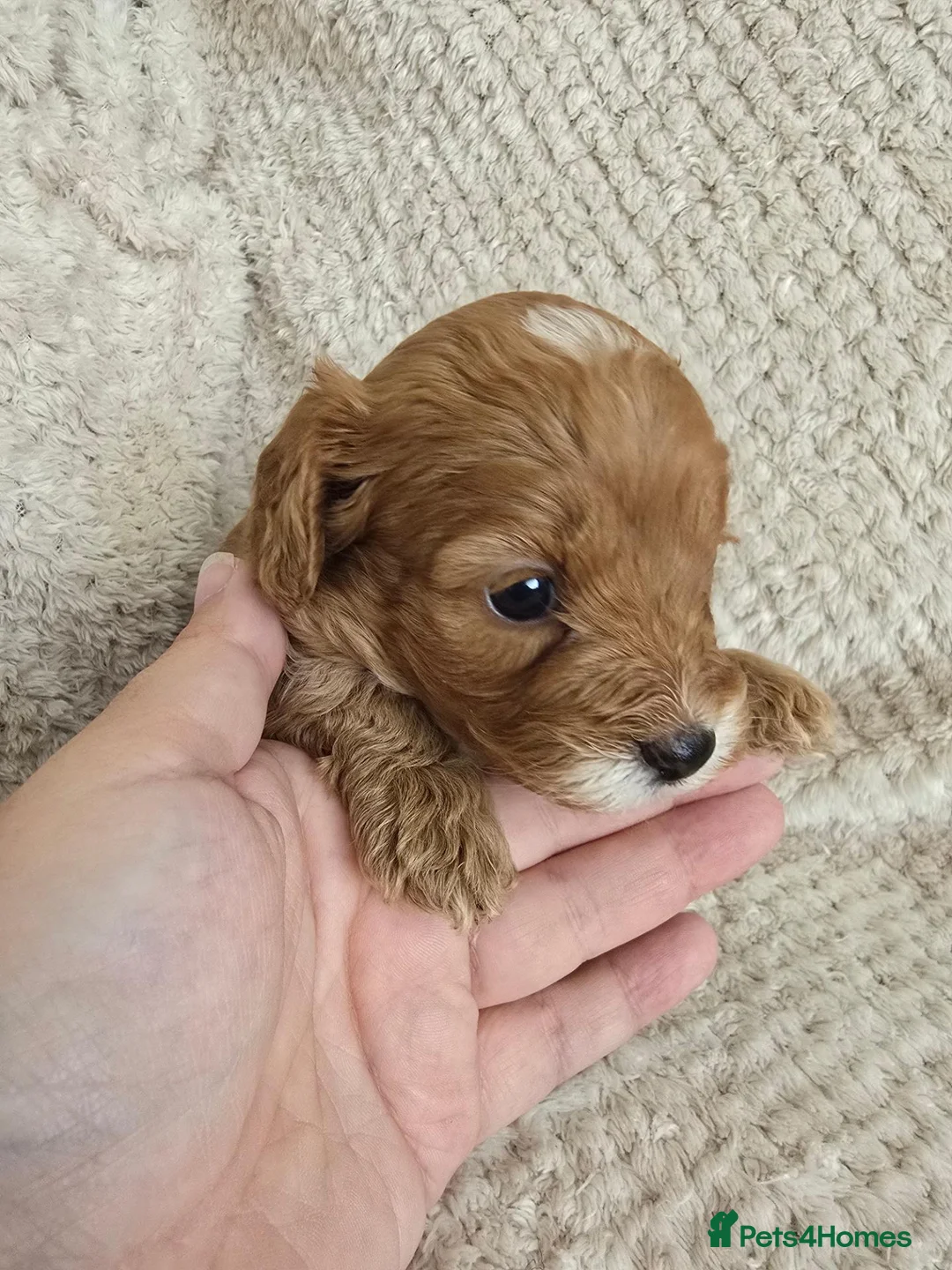 Cavapoo dogs for sale: Beautiful female F1 Cavapoo - Advert 10