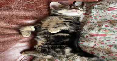Mixed Breed cats - Advert 12