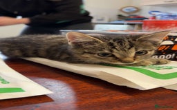 British Shorthair cats for sale: Tabby kittens  - Image 8