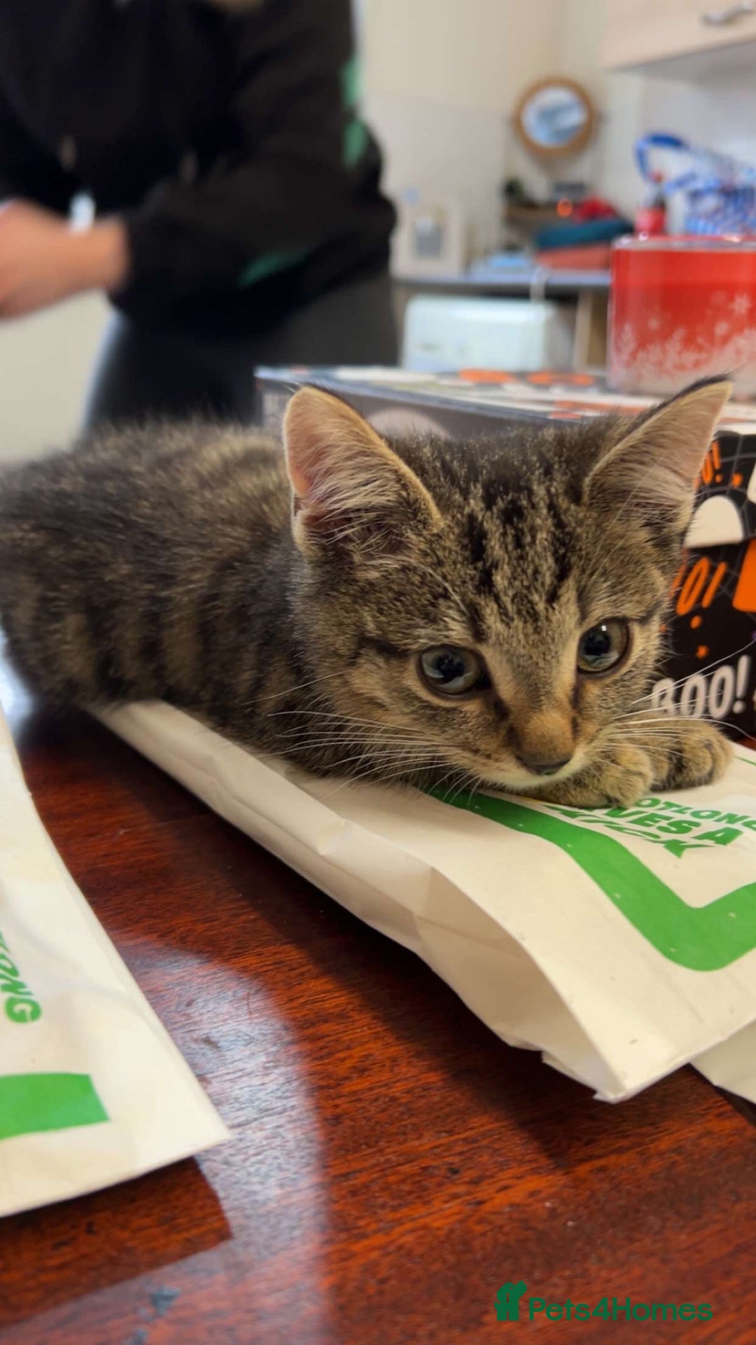 British Shorthair cats for sale: Tabby kittens  - Image 8