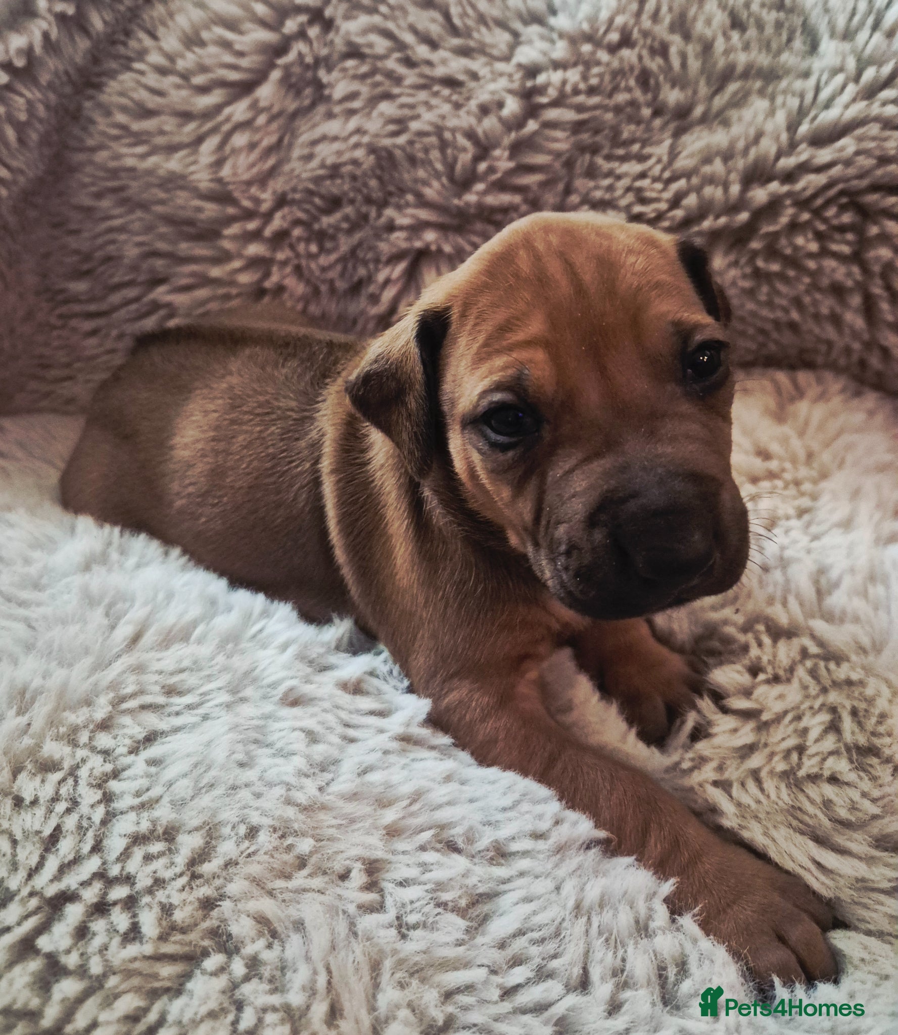 Rhodesian Ridgeback dogs ADORABLE RR PUPS! BOTH PARENTS DNA HEALTH CHECKED  - Advert 3