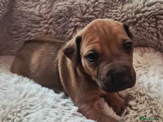 Rhodesian Ridgeback dogs ADORABLE RR PUPS! BOTH PARENTS DNA HEALTH CHECKED - Advert 3