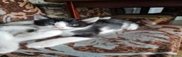Mixed Breed cats for sale: 4 gorgeous kitten looking for their forever home - Advert 32