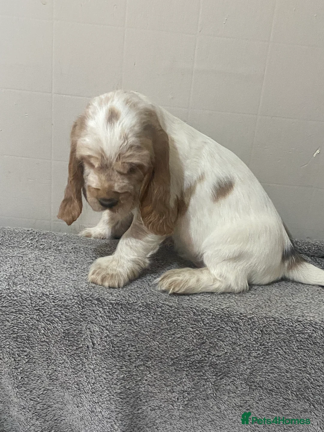 Cocker Spaniel dogs for sale: ‘Show Type’ Cocker Spaniel Puppies. KC Registered. - Advert 16