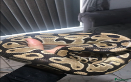 Python Snake reptiles for sale: Ball pythons both sexes  in Peterlee - Image 5
