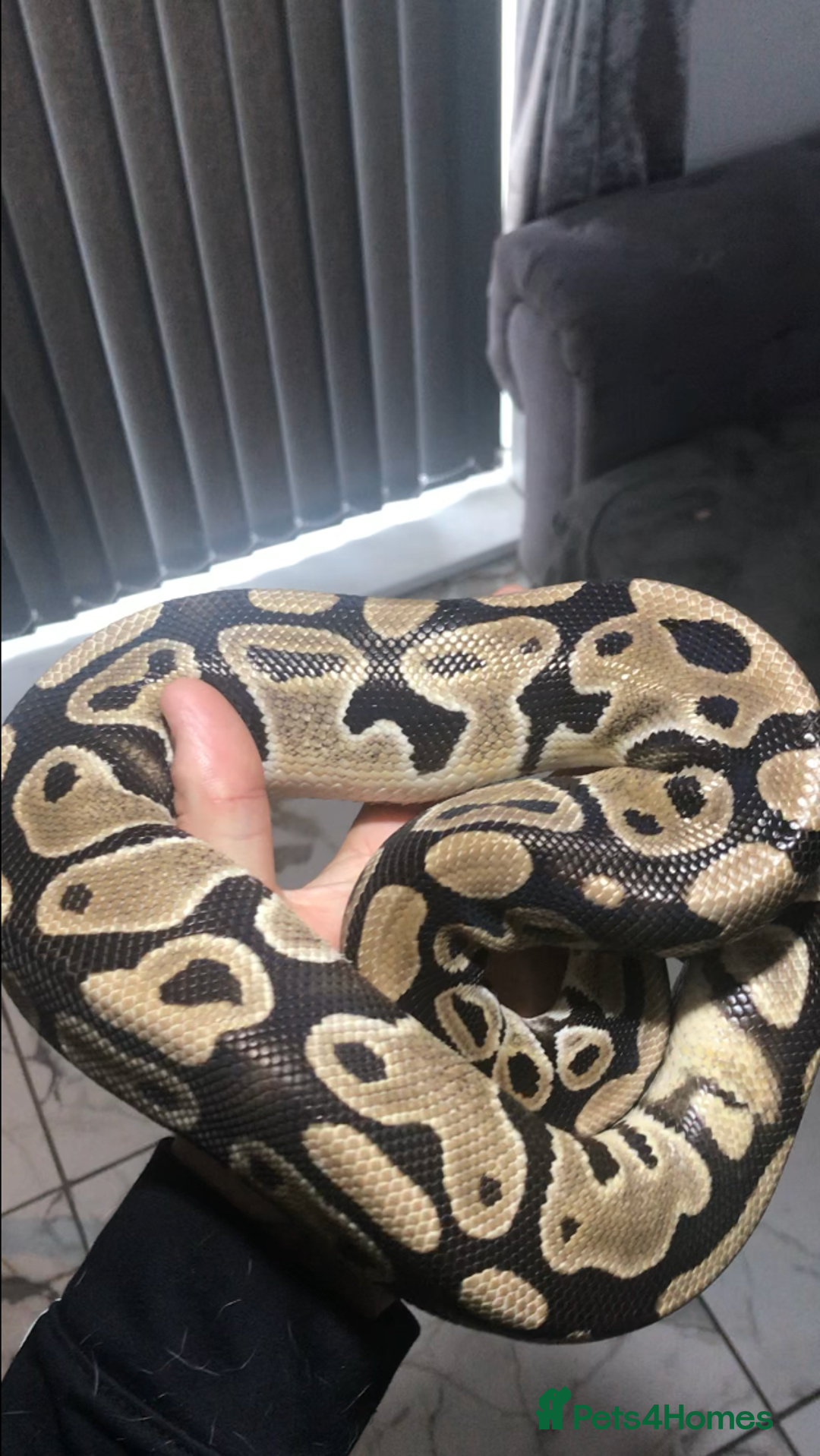 Python Snake reptiles for sale: Ball pythons both sexes  in Peterlee - Image 5