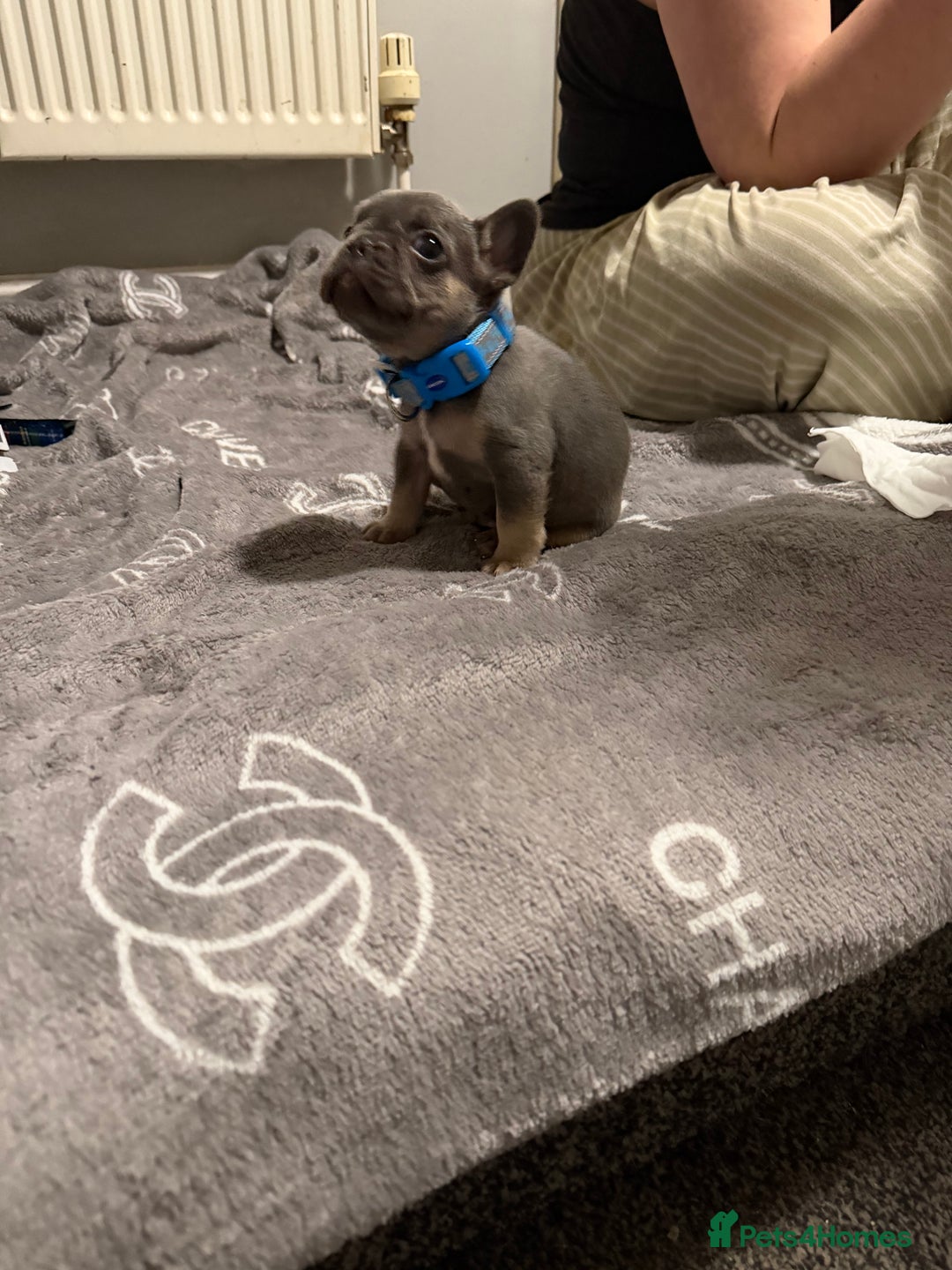 French Bulldog dogs for sale: French bulldog - Advert 2