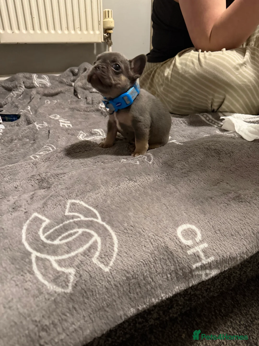 French Bulldog dogs for sale: French bulldogs  - Advert 3