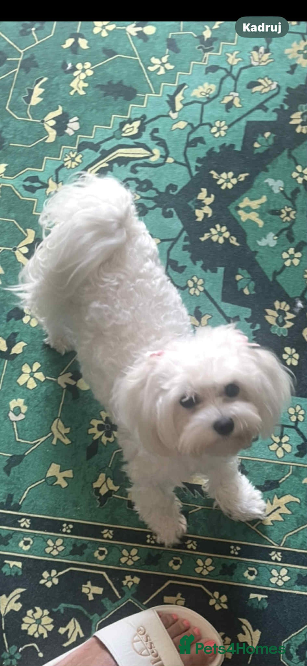 Maltipoo dogs for sale: Maltipoo puppies for sale  - Image 19