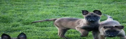 Belgian Shepherd Dog dogs for sale: Pups from JPMANK9  - Advert 20