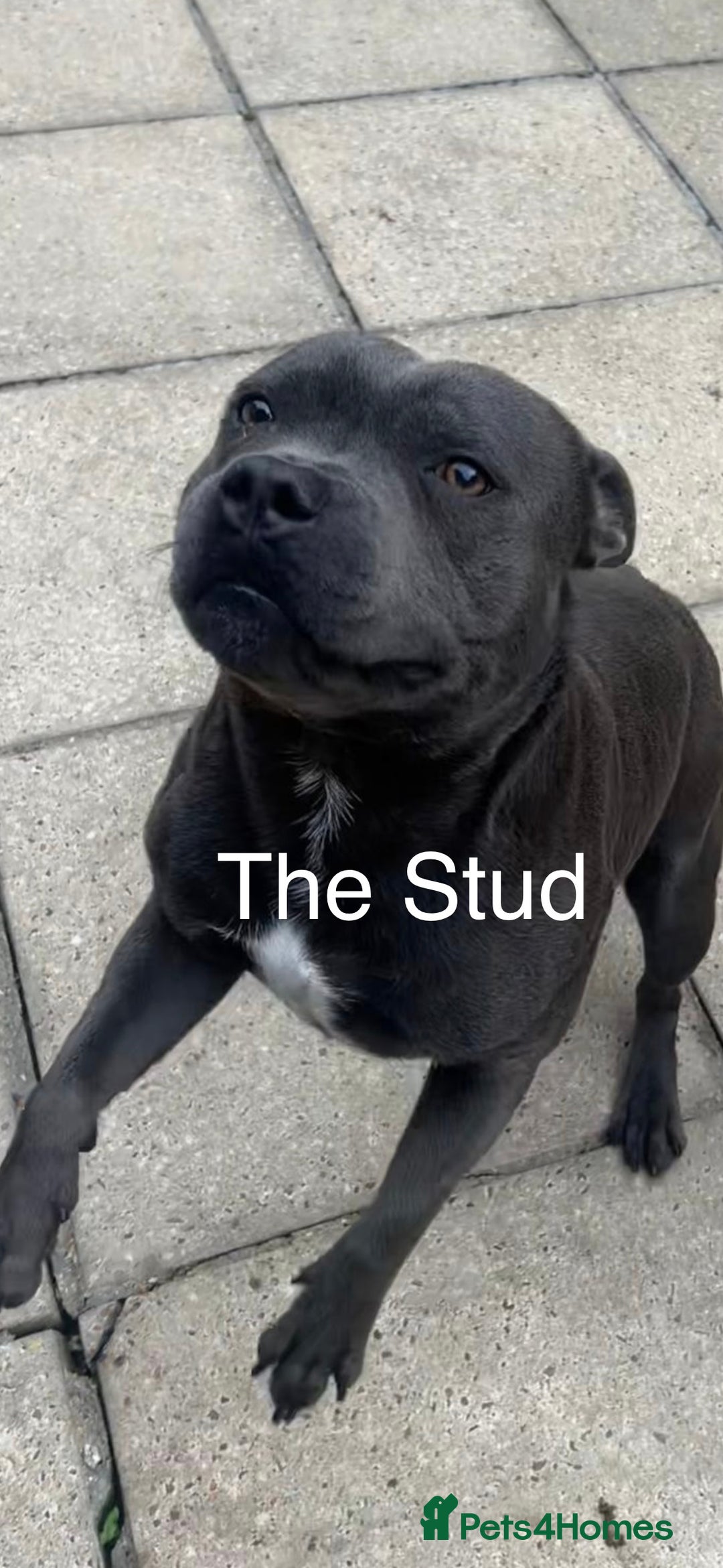 Staffordshire Bull Terrier dogs for sale: Dw Kc registered Blue Staffordshire Bull Terriers. - Advert 4
