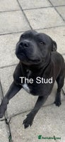 Staffordshire Bull Terrier dogs Dw Kc registered Blue Staffordshire Bull Terriers - Advert 3