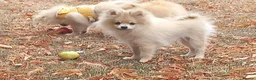 Pomeranian dogs for sale: Beautiful pomeranian puppies - Advert 4