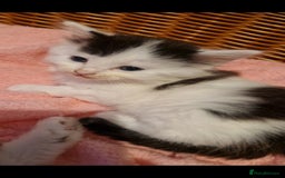 Mixed Breed cats for sale: Beautiful fluffy kittens - Image 5