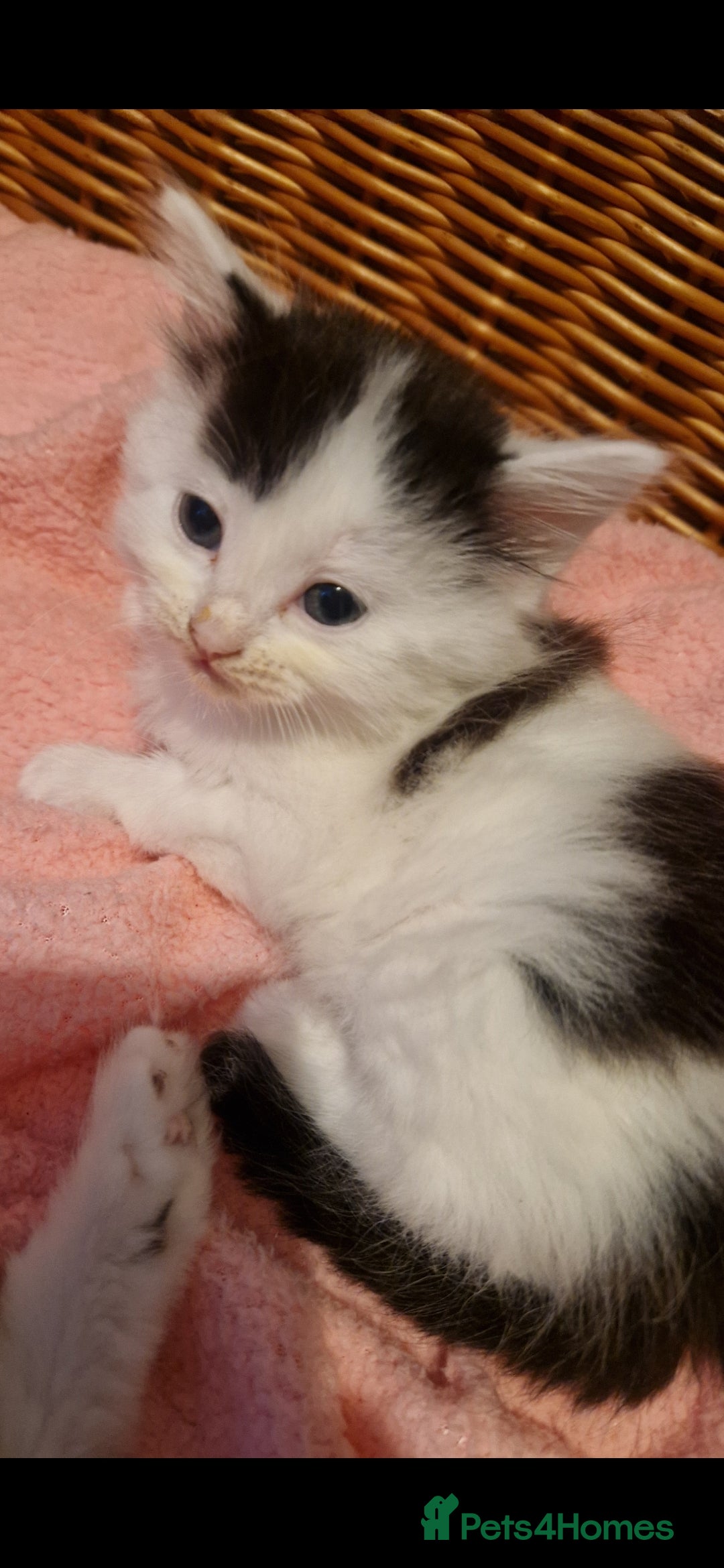 Mixed Breed cats for sale: Beautiful fluffy kittens - Image 5