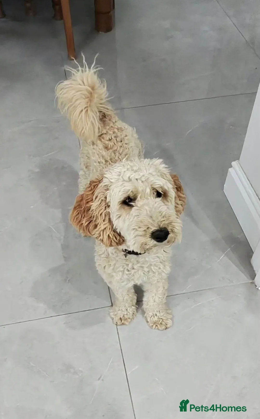 Cockapoo dogs for sale: Cockapoo puppies  in Dartford - Advert 1