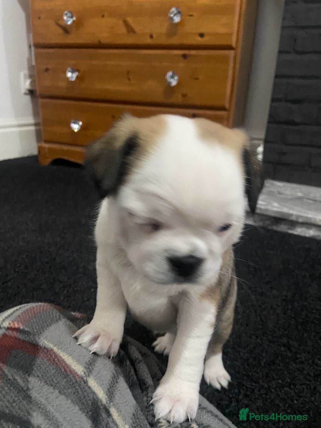 Chug dogs for sale: Stunning boy and girl Chug ready on February 7th - Advert 4