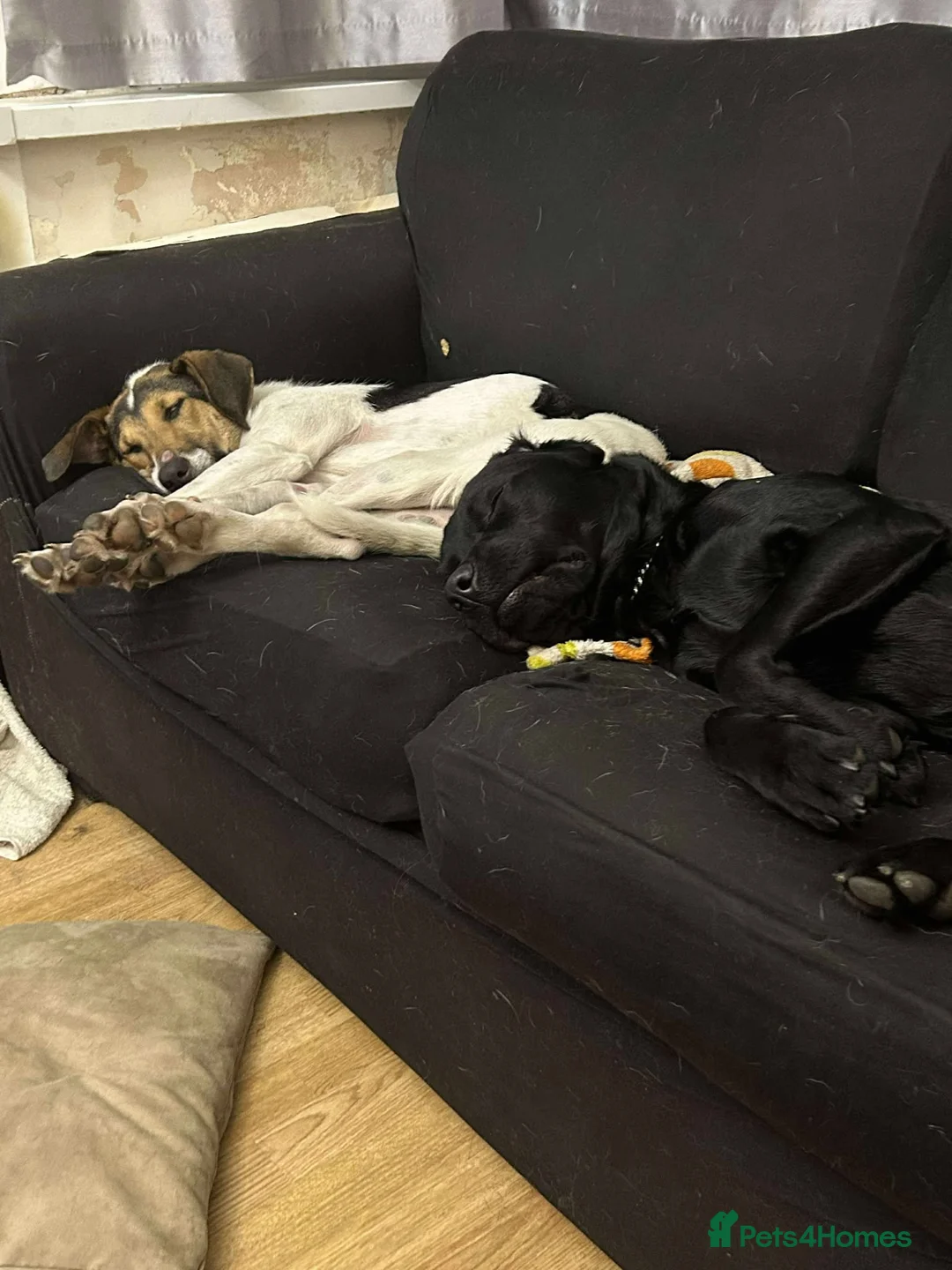 Mixed Breed dogs for adoption: Nora is looking for a loving forever home in Withernsea - Advert 19