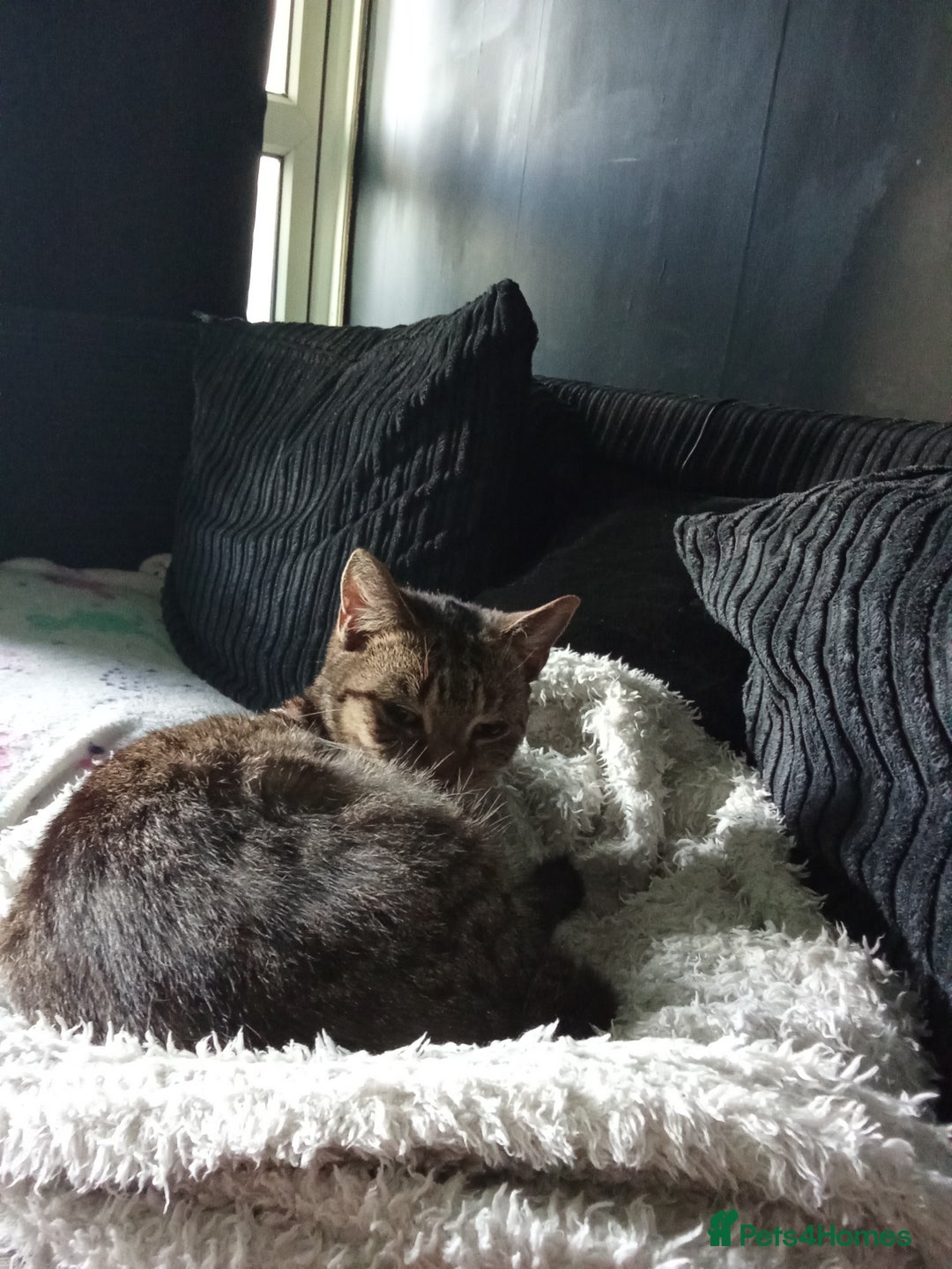 Mixed Breed cats for sale: Looking for her urgent forever home! - Advert 3