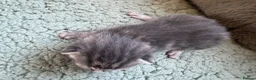 Mixed Breed cats for sale: Beautiful Kittens BSH Cross - Advert 6