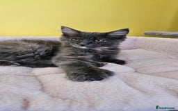 Maine Coon cats for sale: TICA Reg Maine Coon Kittens - Image 6