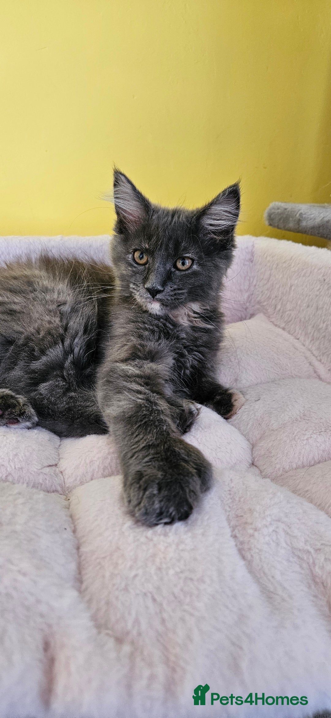 Maine Coon cats for sale: TICA Reg Maine Coon Kittens - Image 6