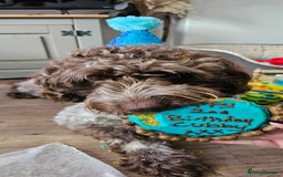 Cockapoo dogs for sale: 2 Year Old loving Cockerpoo - Image 1