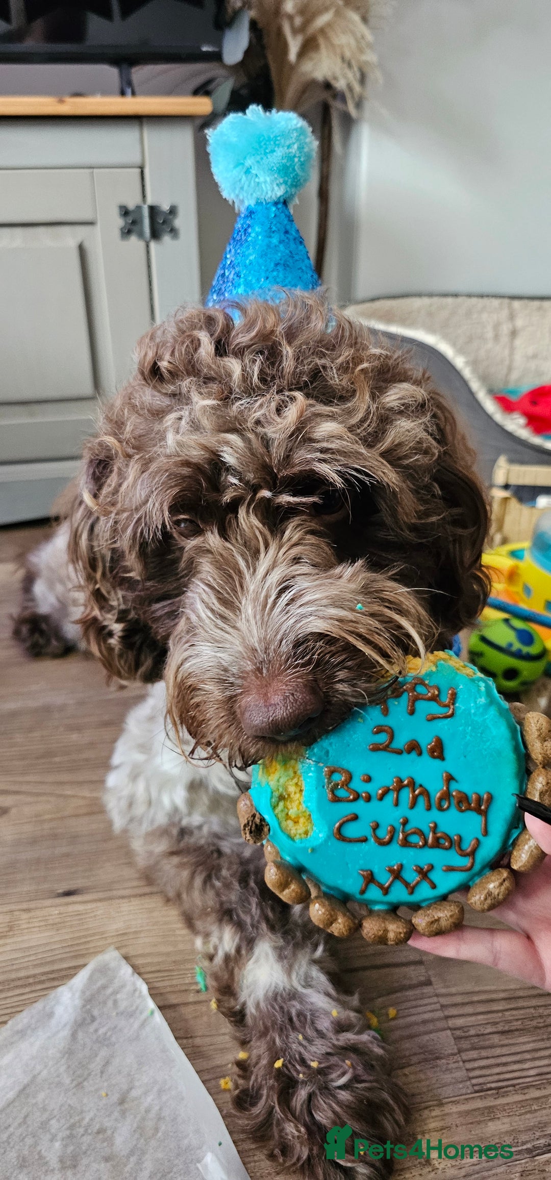 Cockapoo dogs for sale: 2 Year Old loving Cockerpoo - Image 1