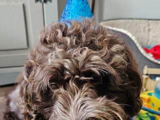 Cockapoo dogs - Advert 8