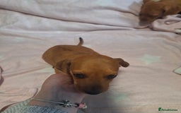 Mixed Breed dogs for sale: Beautiful dachshund mix puppies  - Image 18