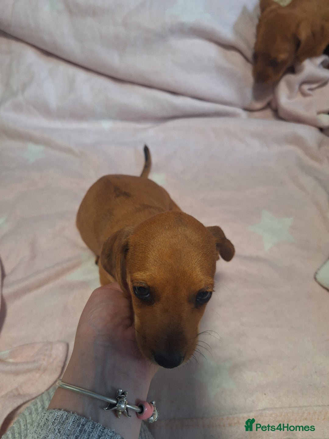 Mixed Breed dogs for sale: Beautiful dachshund mix puppies  - Image 18
