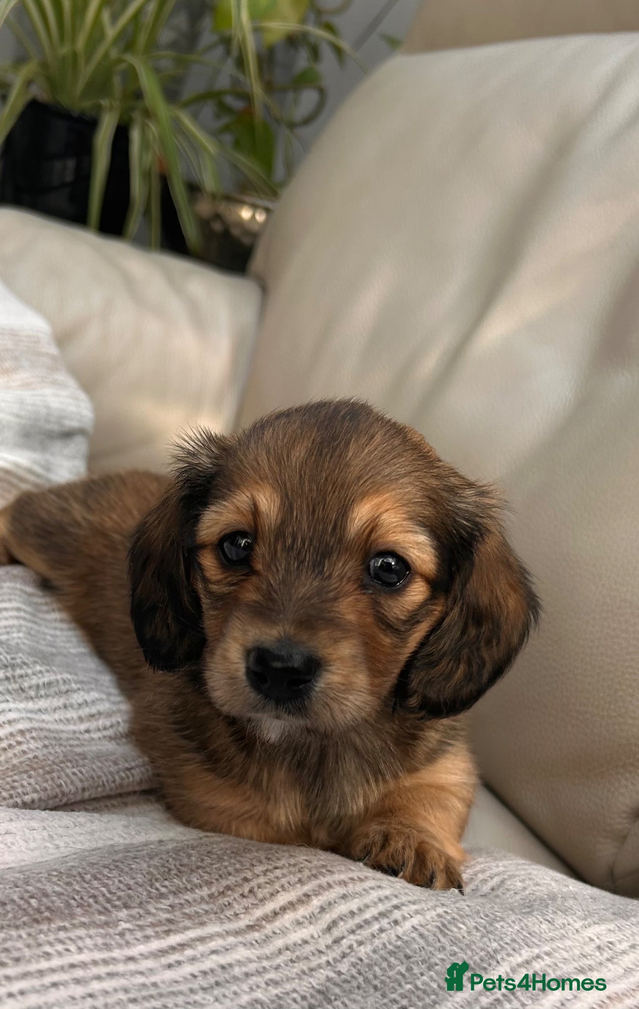 Dachshund dogs Kc Stunning Miniature Dachshunds  - Advert 2