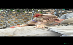 French Bulldog dogs for sale: 5* beautiful French bulldogs left ready to go 🏡 - Image 5