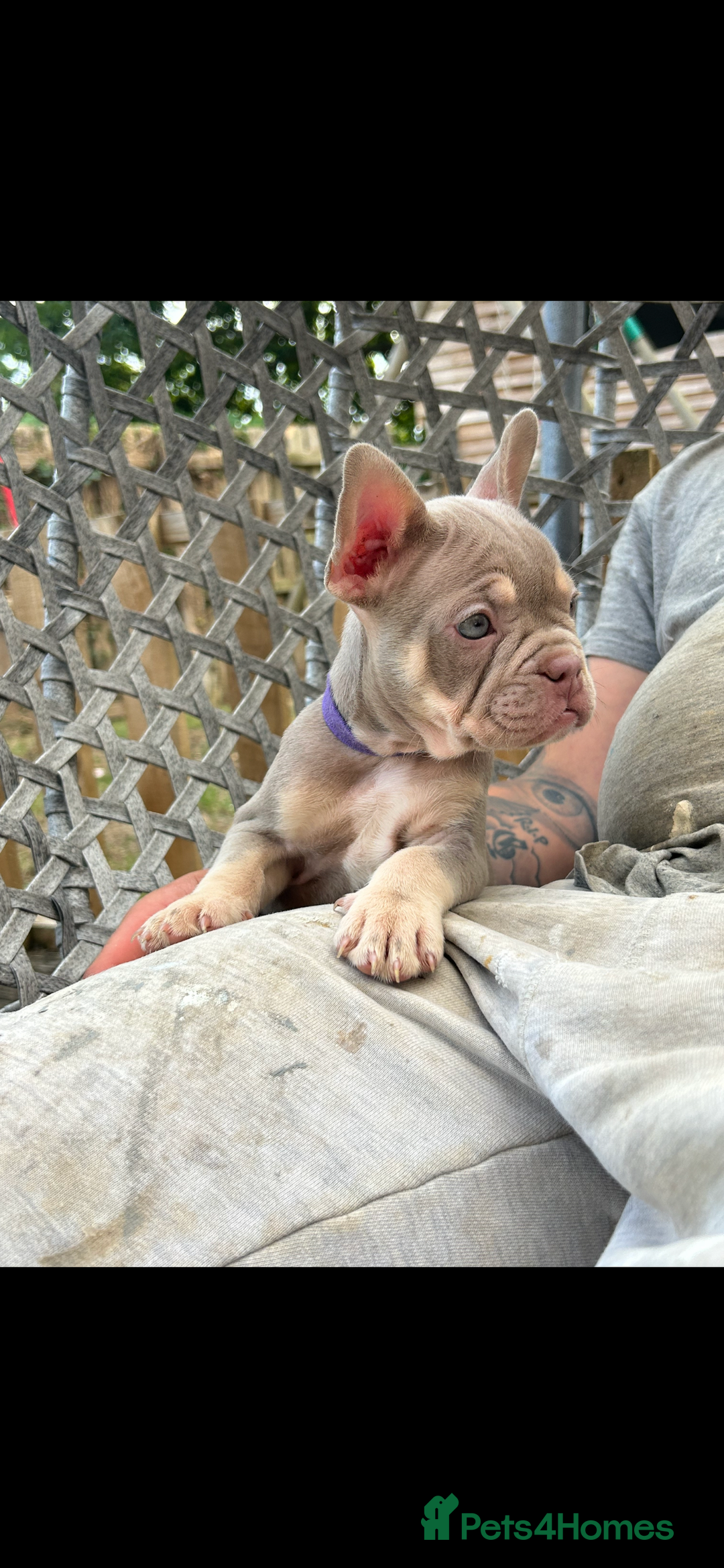 French Bulldog dogs for sale: 5* beautiful French bulldogs left ready to go 🏡 - Image 5