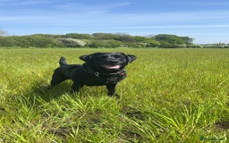 Labrador Retriever dogs for sale: 6 year old Labrador - Delilah - Image 6