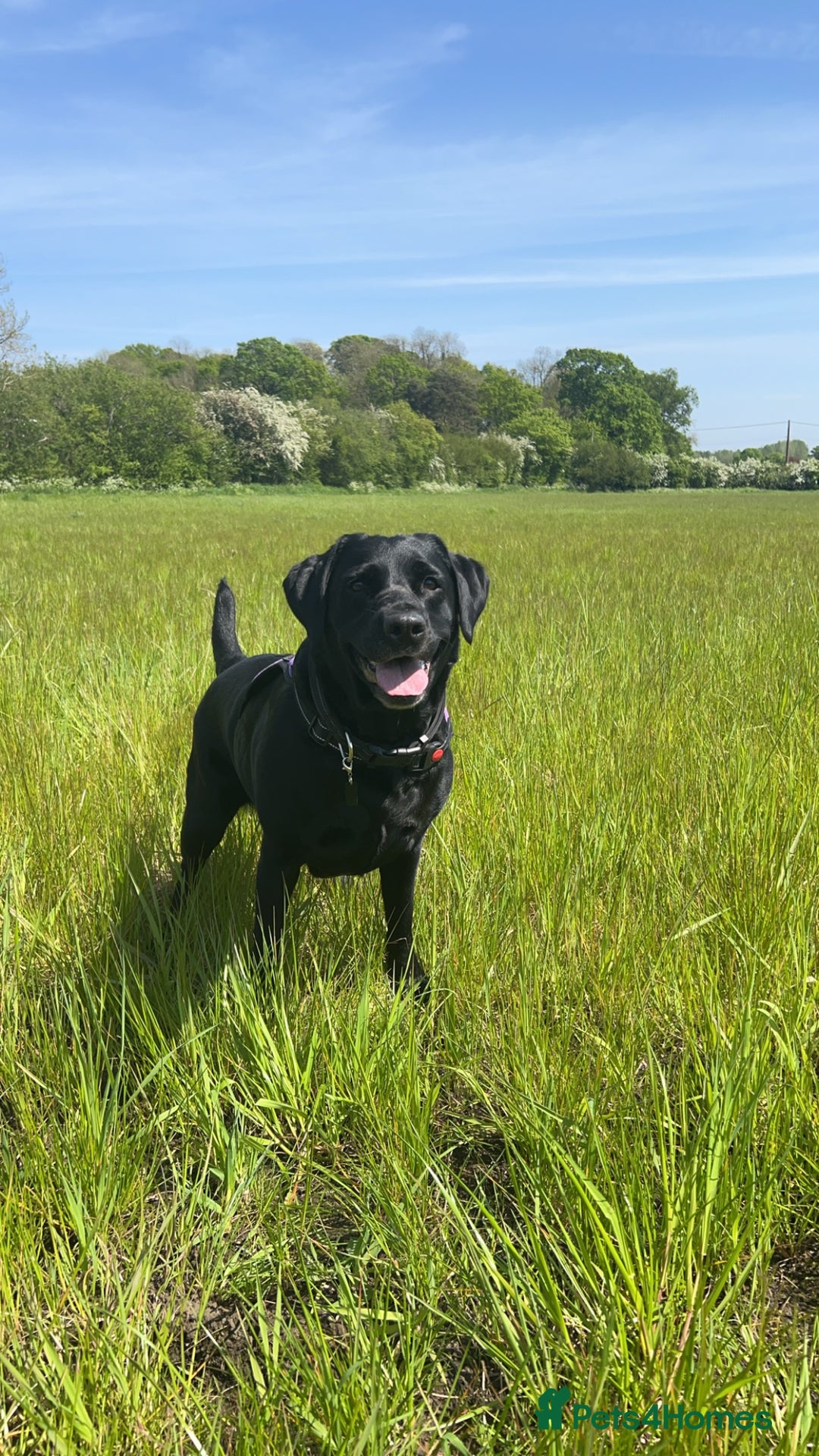 Labrador Retriever dogs for sale: 6 year old Labrador - Delilah - Image 6