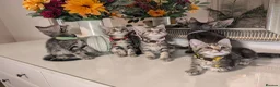 Mixed Breed cats for sale: Adorable kittens in London(SE18)😻😍😻 - Advert 3