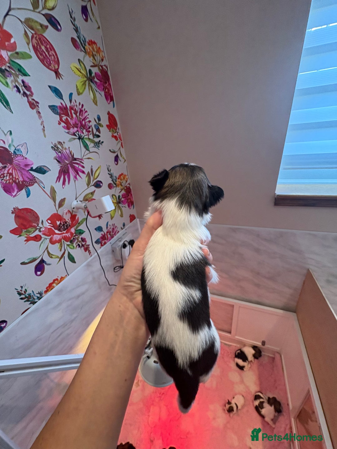 Mixed Breed dogs for sale: 1st litter of Lhasa babies  - Advert 10