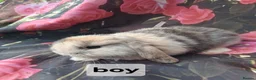 Mini Lop rabbits for sale: Mini lop babies - Advert 1