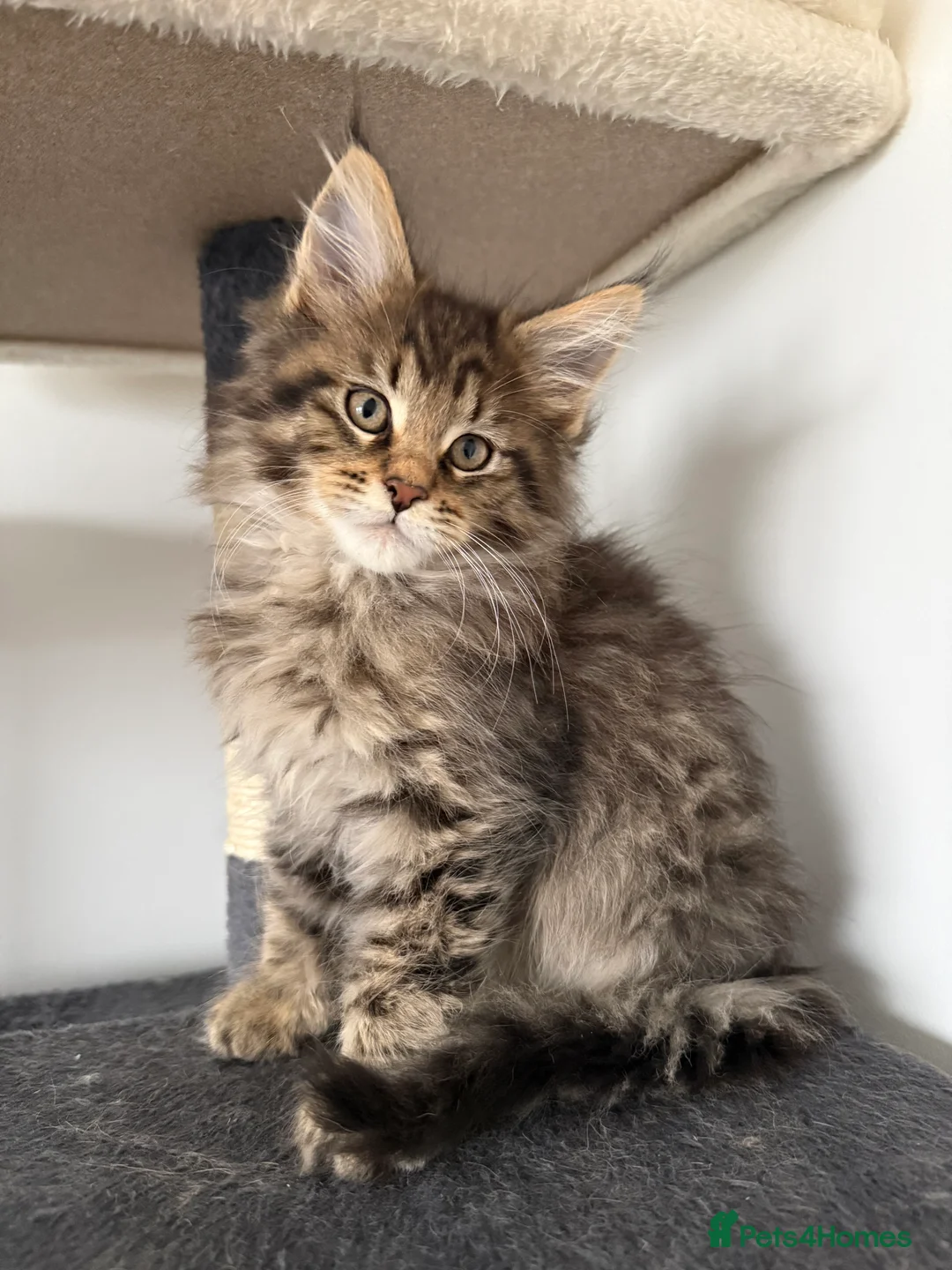 Maine Coon cats for sale: XL RUSSIAN CUBS 🇷🇺💙 - Advert 18
