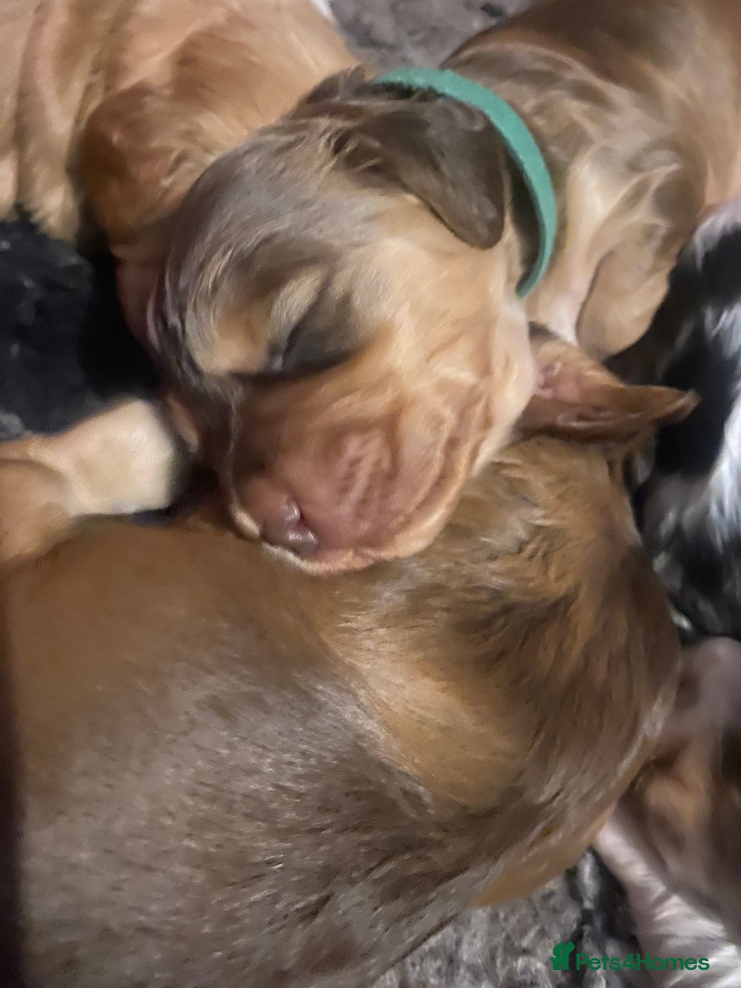 Cocker Spaniel dogs for sale: Beautiful health tested Cocker spaniel pups  - Advert 6