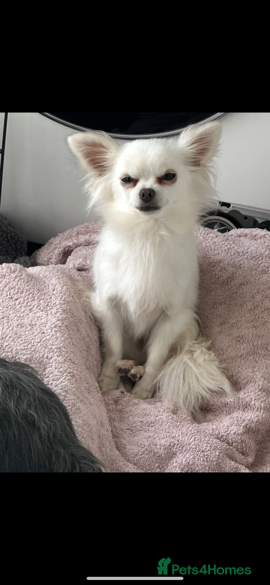 Chihuahua dogs for sale: Rehoming  - Advert 1