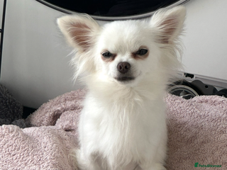 Chihuahua dogs Rehoming - Advert 16