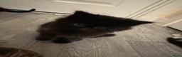 Domestic Shorthair cats for sale: 5 Stunning Kittens ready to reserve - Advert 22