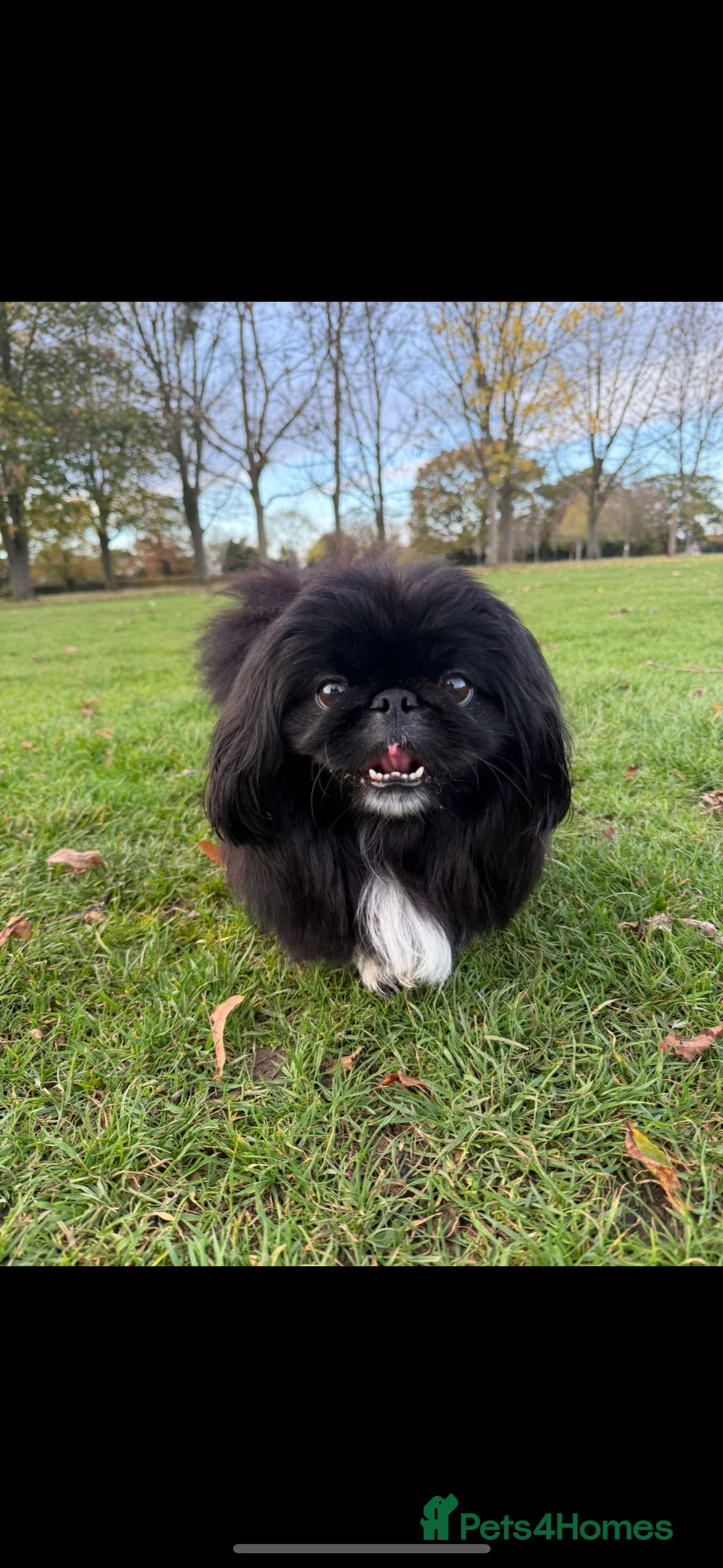 Pekingese dogs for stud: KC REGISTERED PEKINGESE - Advert 4