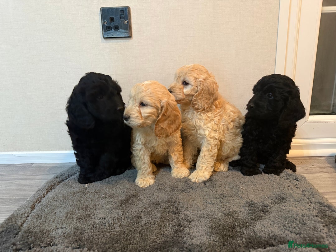 Cockapoo dogs for sale: Cockapoo puppies - Advert 13