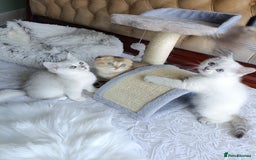 British Shorthair cats for sale: Scottish Fold and Straight kittens  - Image 22