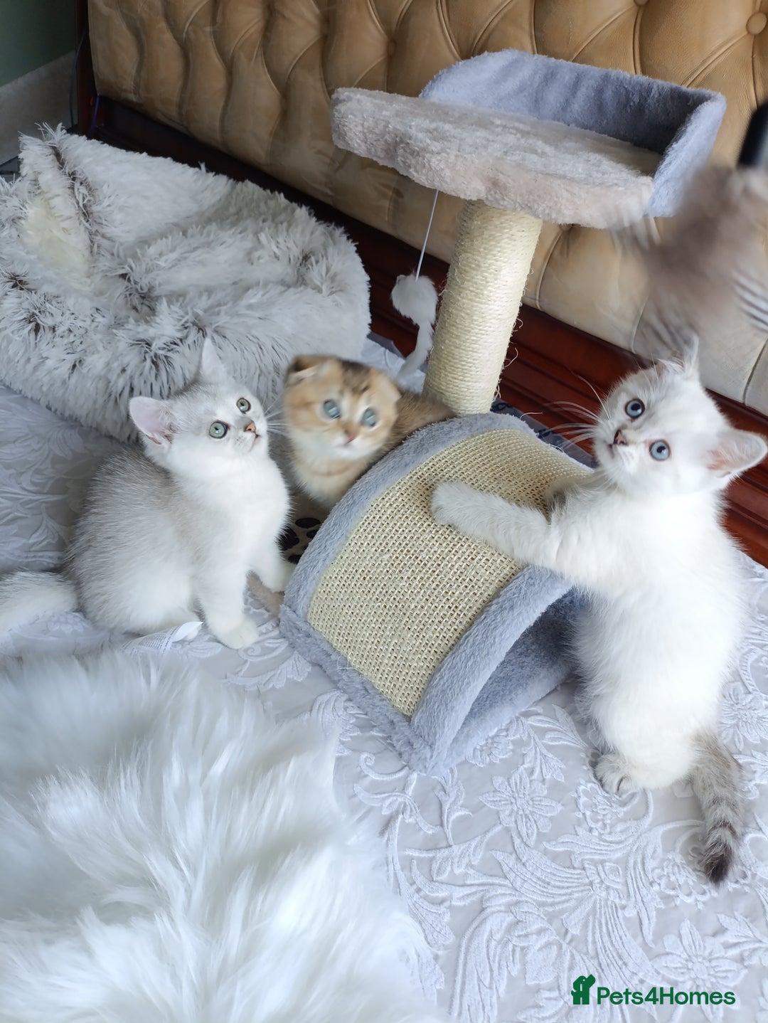 British Shorthair cats for sale: Scottish Fold and Straight kittens  - Image 22