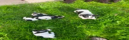 Jack Russell dogs for sale: Beautiful Jack Russell Girls Available  - Advert 31
